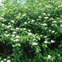 Cornus hemsleyi P1B (2)